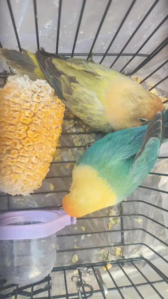 Lovebird sepasang murah