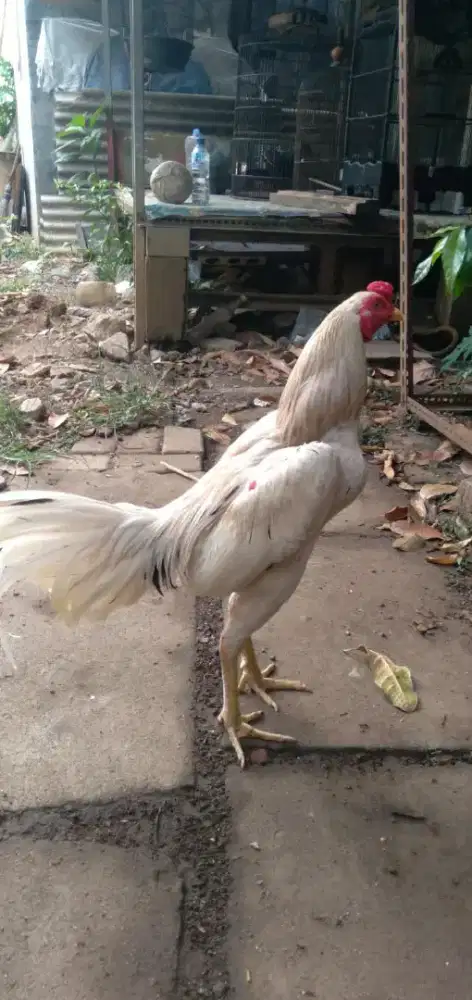 Ayam Plaker muda