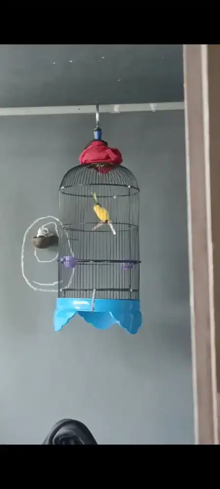 Burung kenari AF bon kuning simetris gacor