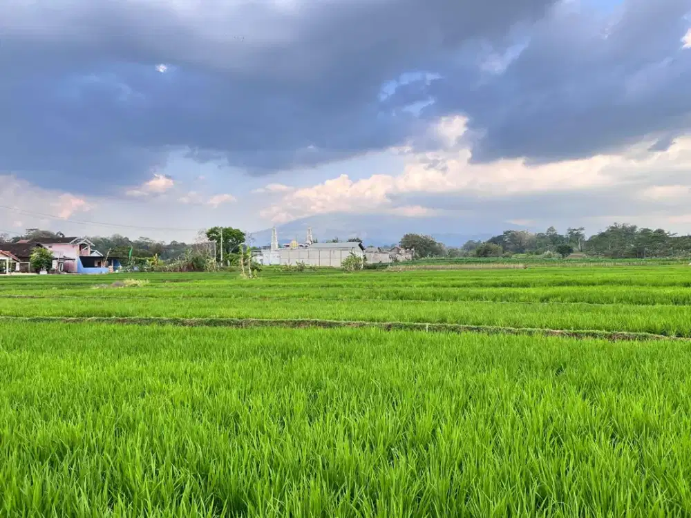 Sawah Super Strategis Untuk Usaha ~ Luas 232m2 Kuto, Kerjo, Karanganyar