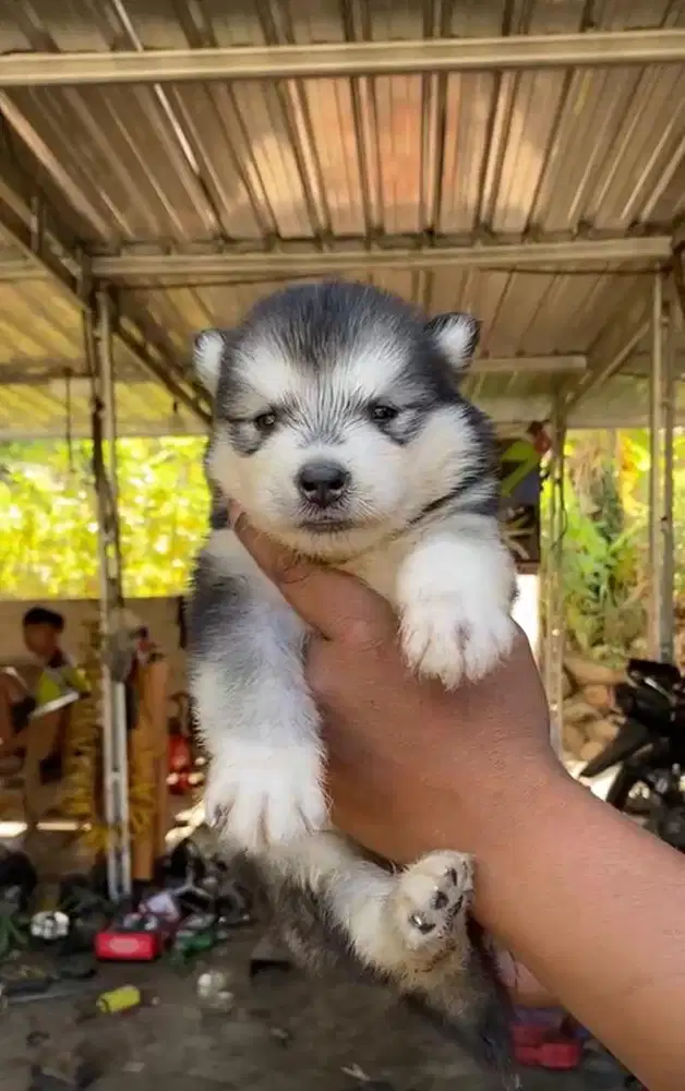 Puppy husky lucu