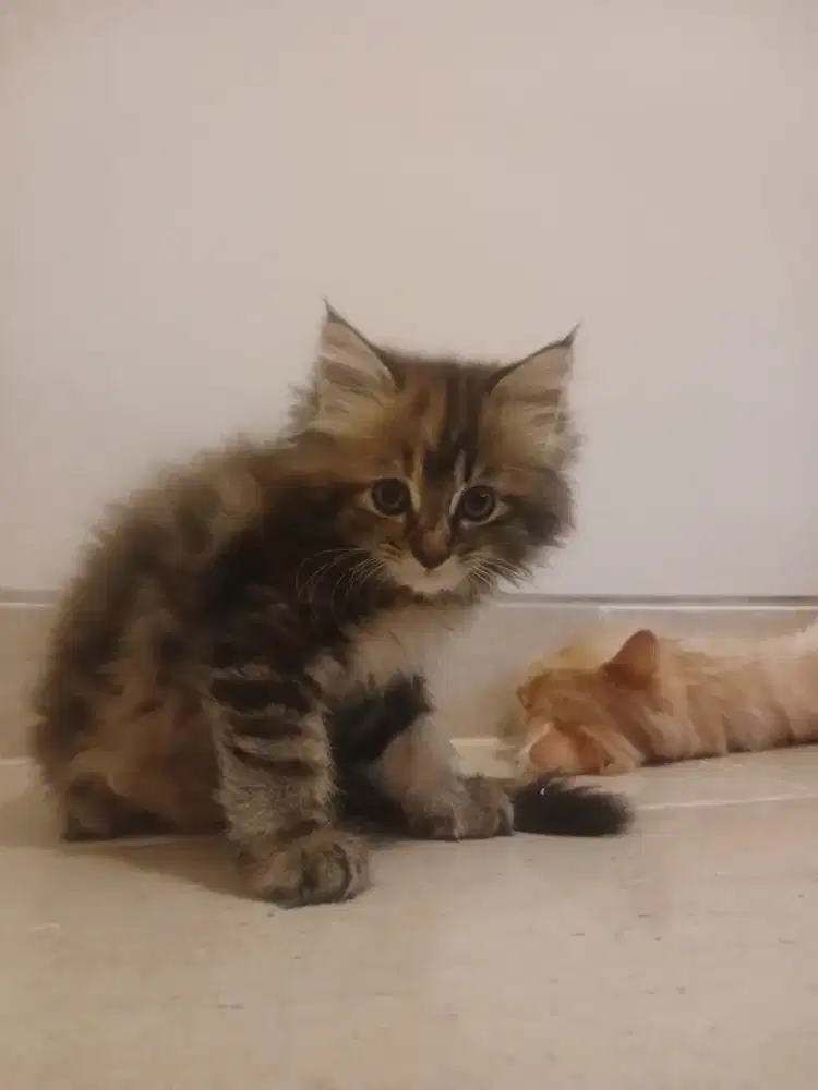 Kitten Longhair Eksotis - Sehat, Wangi & Siap Adopsi!