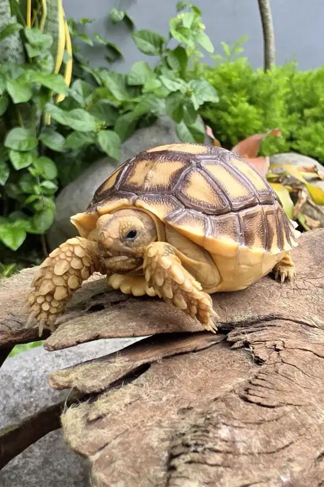 Kura kura Sulcata OverScute Simetris 15 Scute LANGKA 6.5 cm up