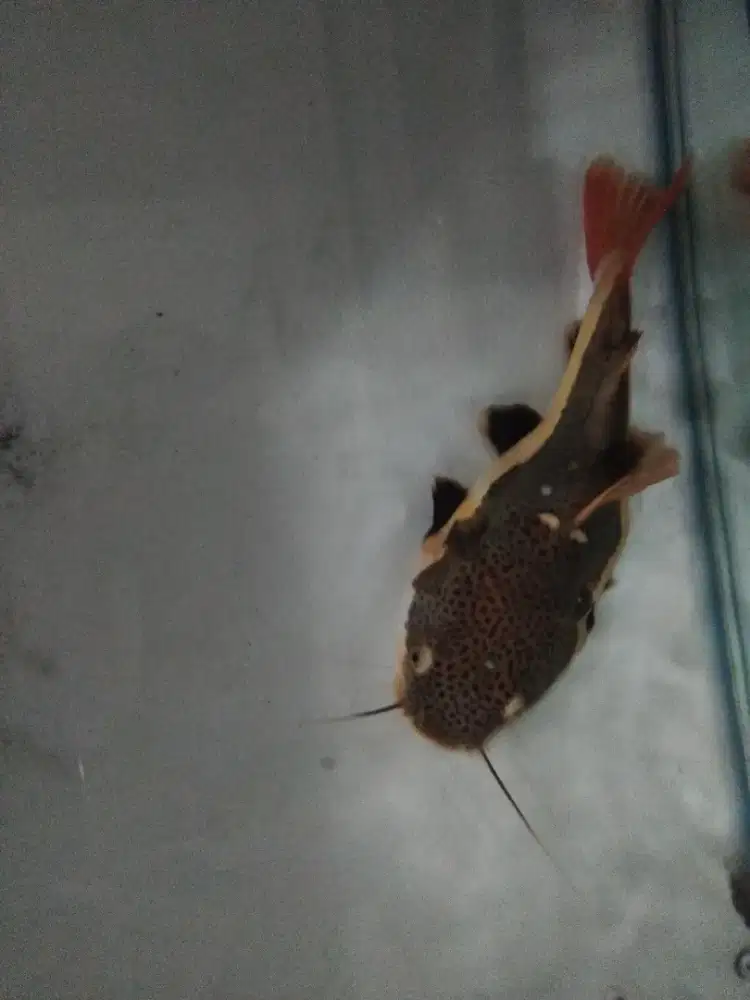 Rtc sb 38cm murmer aja 750k