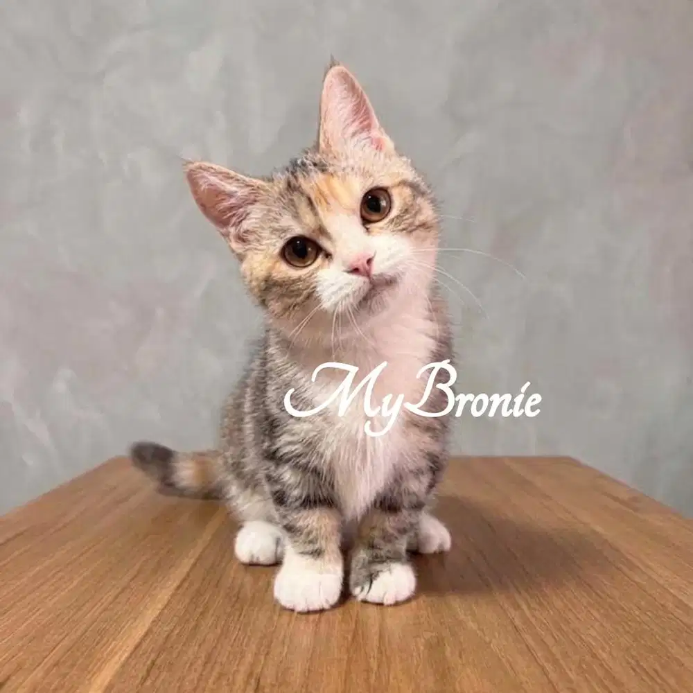 Kucing munchkin british shorthair betina