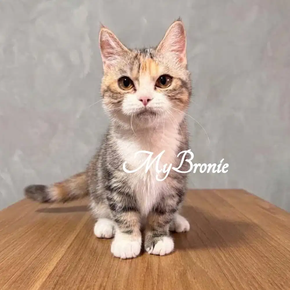 Kucing munchkin british shorthair betina