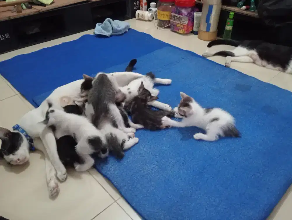 8 anak kucing gratis
