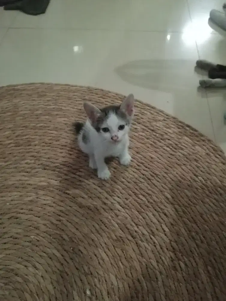 diberikan cuma2x 3 anak kucing beserta induknya kalau mau gratis
