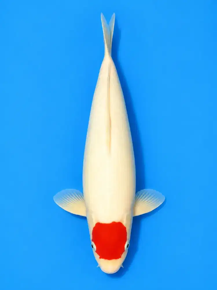 Koi Tancho Kohaku