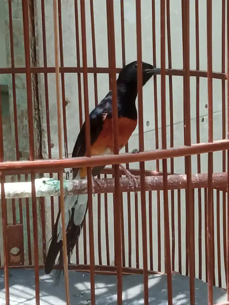 Burung Murai Batu