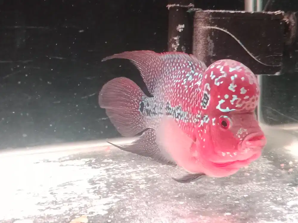 Jual ikan lohan SRD  10 cm  dan aquarium 60 x30 x 40