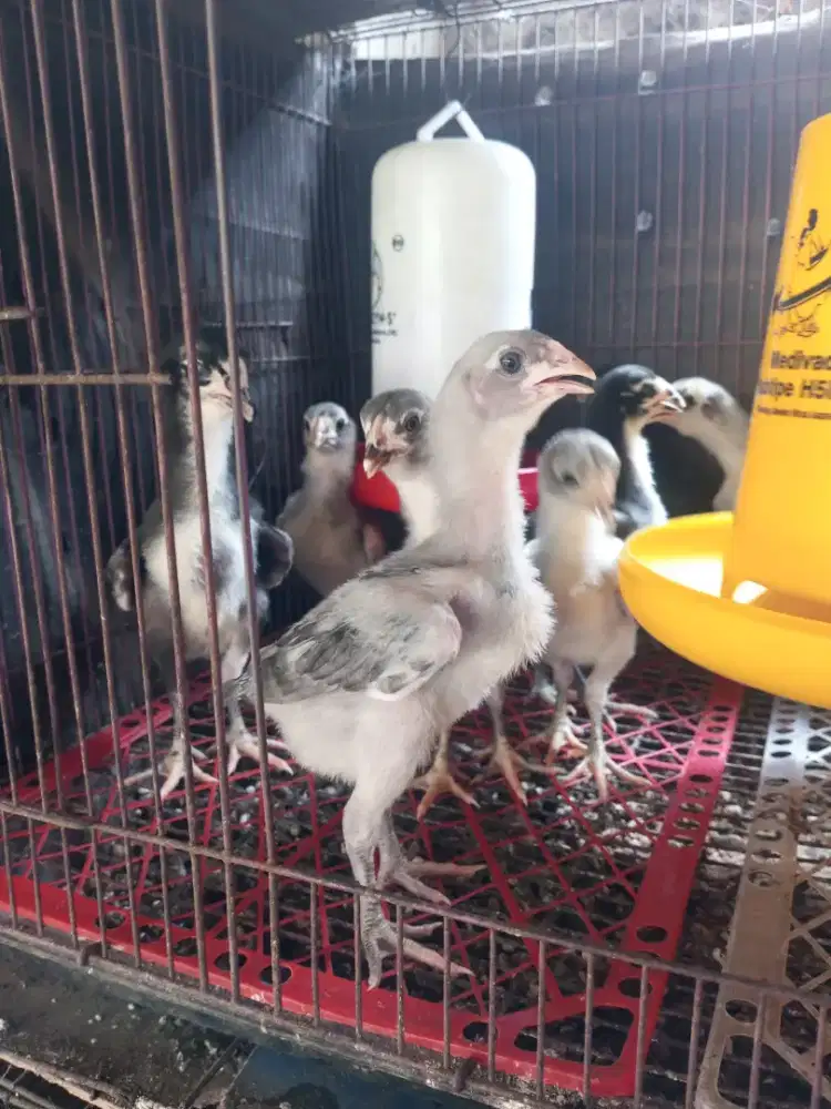 ayam pakhoy ayam brakot, 1 bulan darah menangan