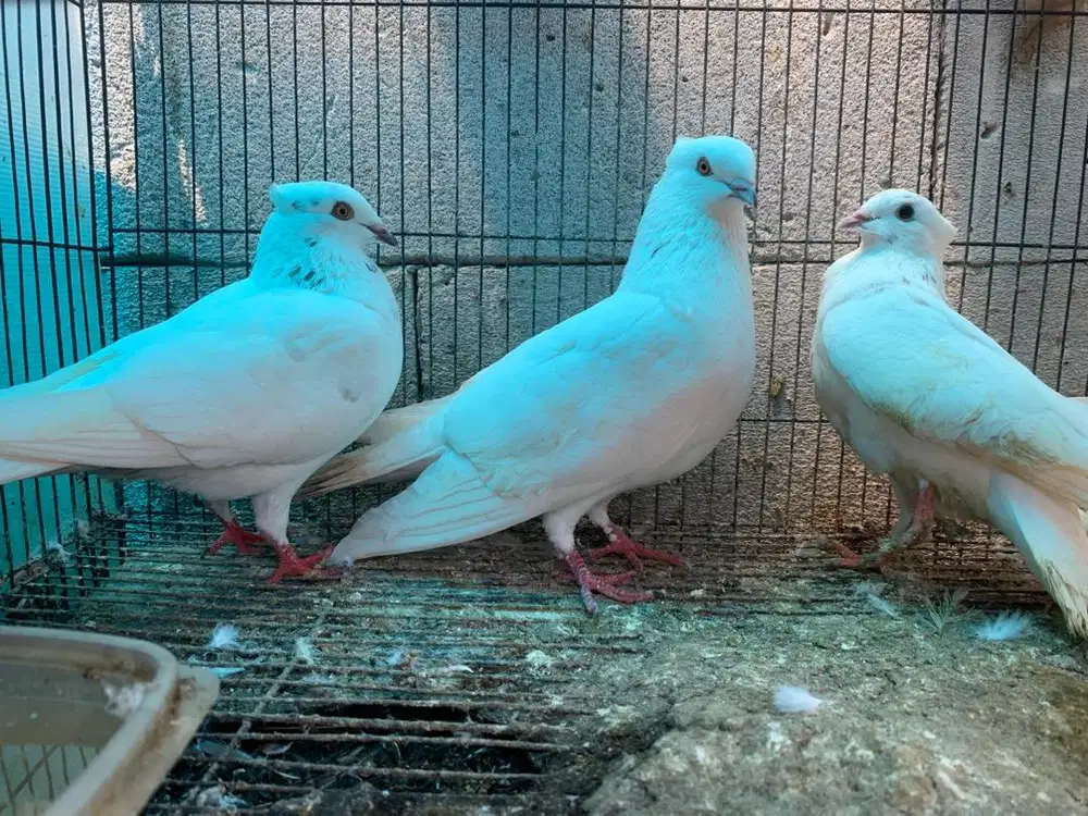 Merpati putih sepasang