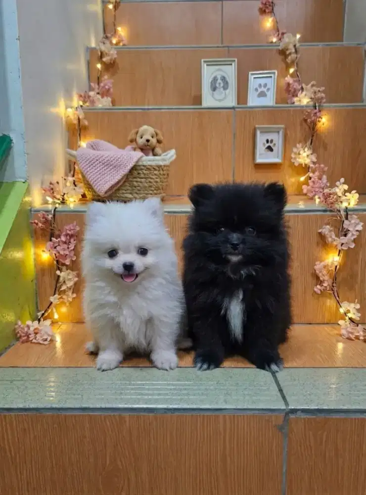 Pomerian Mini Pom Ras Asli