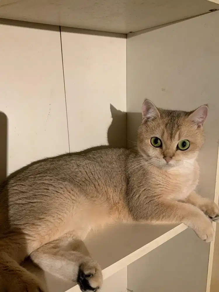 BSH GOLDEN FEMALE