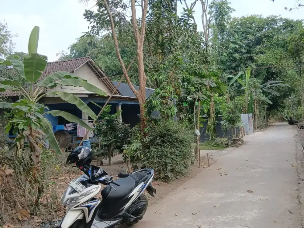 Tanah Pekarangan Karangnongko Murah Bonus Pohon Buah