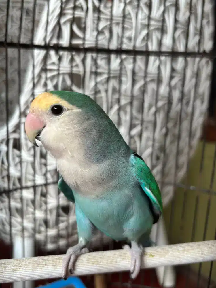 Burung Love Bird NK