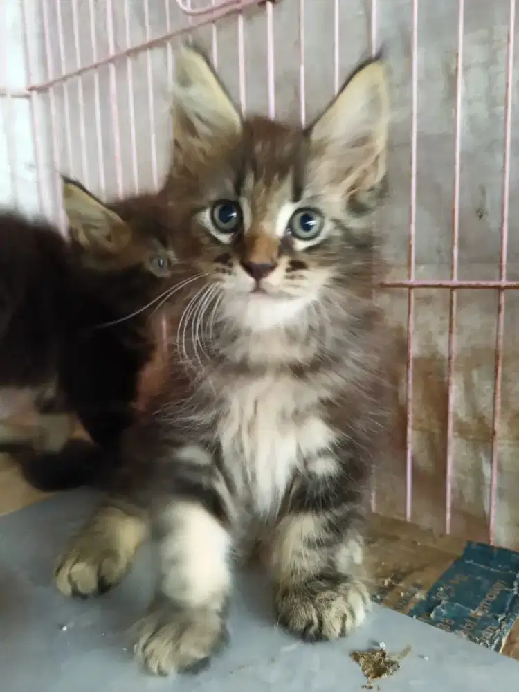 Kucing mainecoon