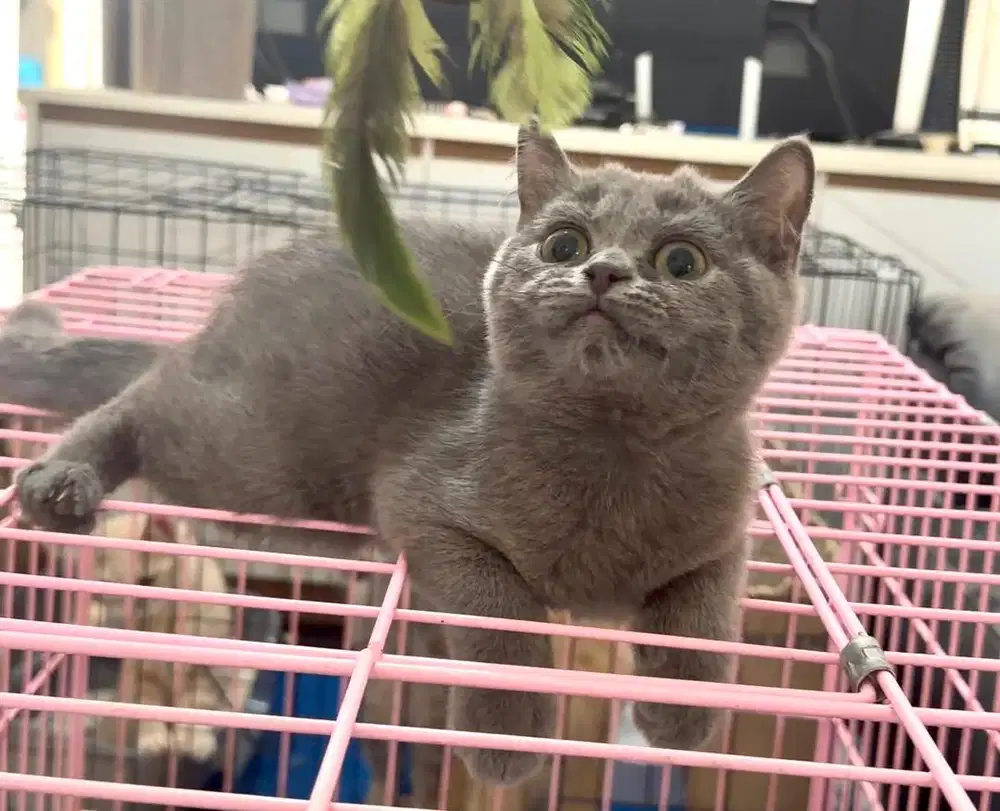 Bsh munchkin blue golden red