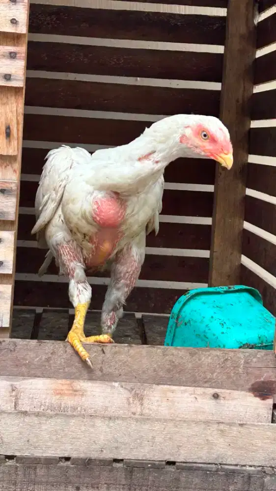 Ayam Import Aseel parrot