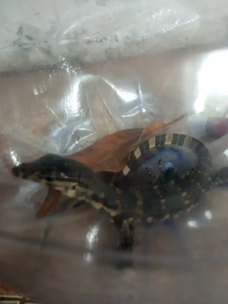 Bayarin nih Biawak Anakan