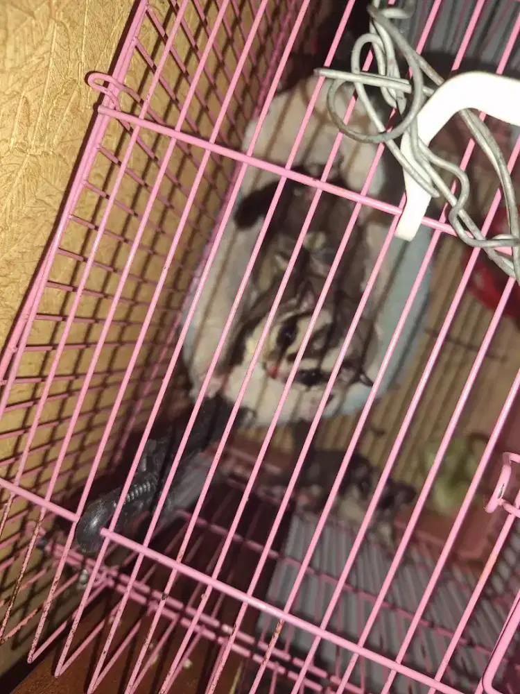 Sugar glider murah