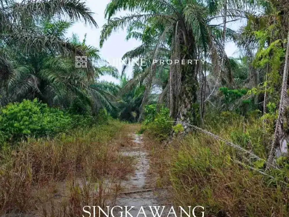 DIJUAL TANAH BAGUS LOKASINYA COCOK UNTUK INVESTASI ATAU BANGUN HOTEL DLL DI SINGKAWANG KALBAR
