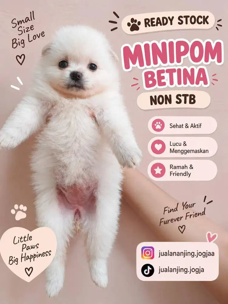 Anjing Ras Minipom