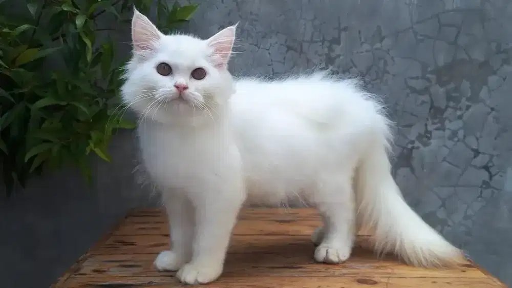 KUCING PERSIA MEDIUM JANTAN & BETINA 2 BULAN