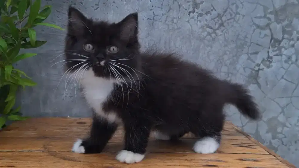 KUCING PERSIA MEDIUM JANTAN & BETINA 2 BULAN