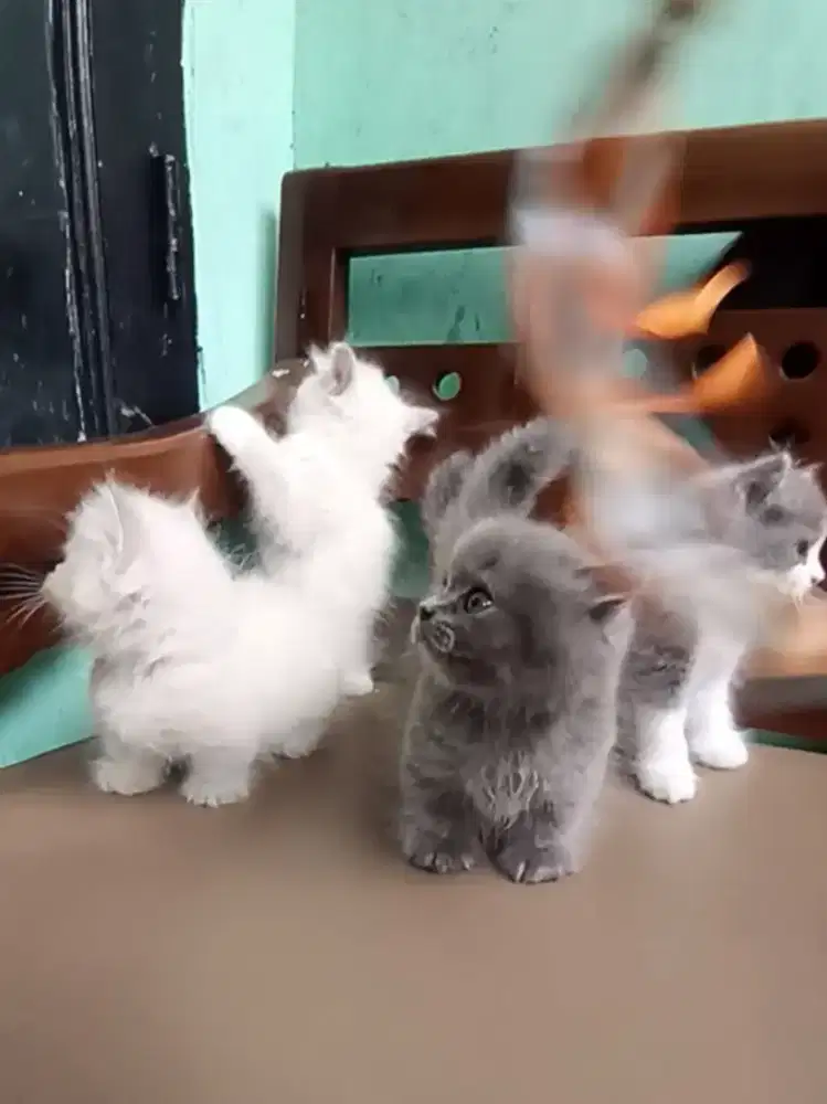 Munchkin gemoy dan Munchkin NS kitten