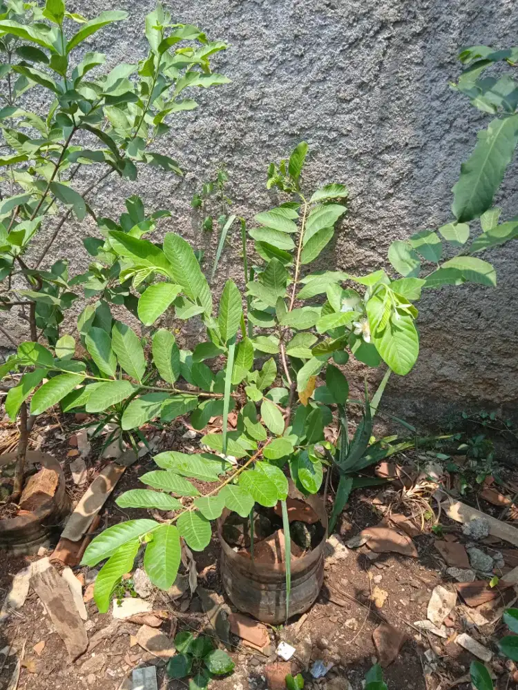 Pohon buah jambu kristal