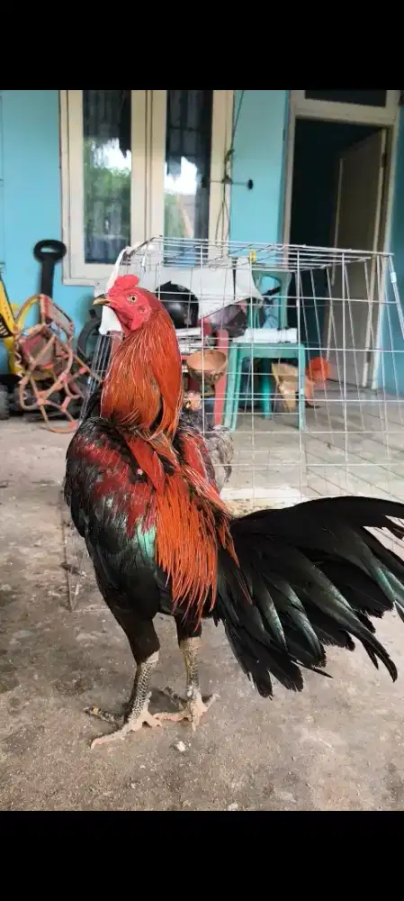 Ayam bangkok jalu renteng
