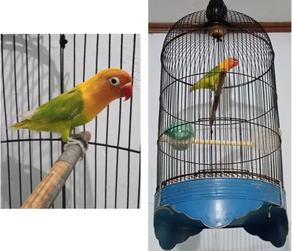 Lovebird bety dewasa + kandangnya nett