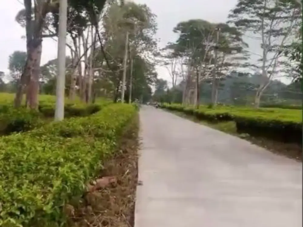 Jual Tanah Bandung Berikut Pabrik dan kebun teh Ciwidey Bandung