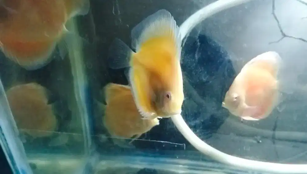 Ikan Discus Albino Golden Uk.+-2,5 inch