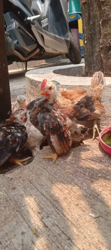 Anakan ayam serama