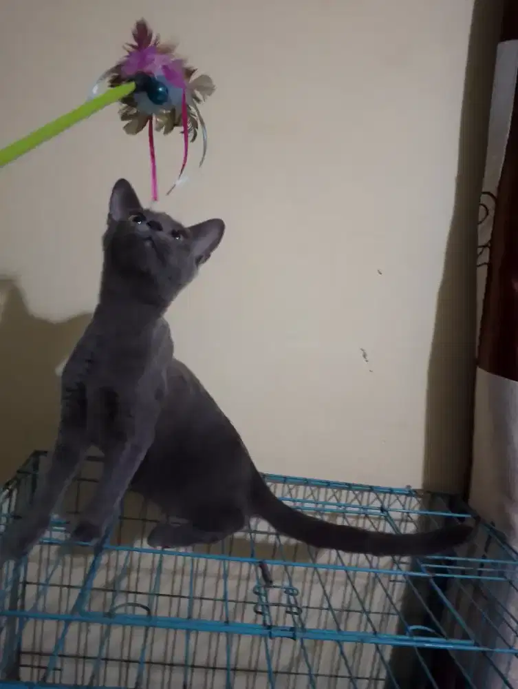 Kitten British sort hair