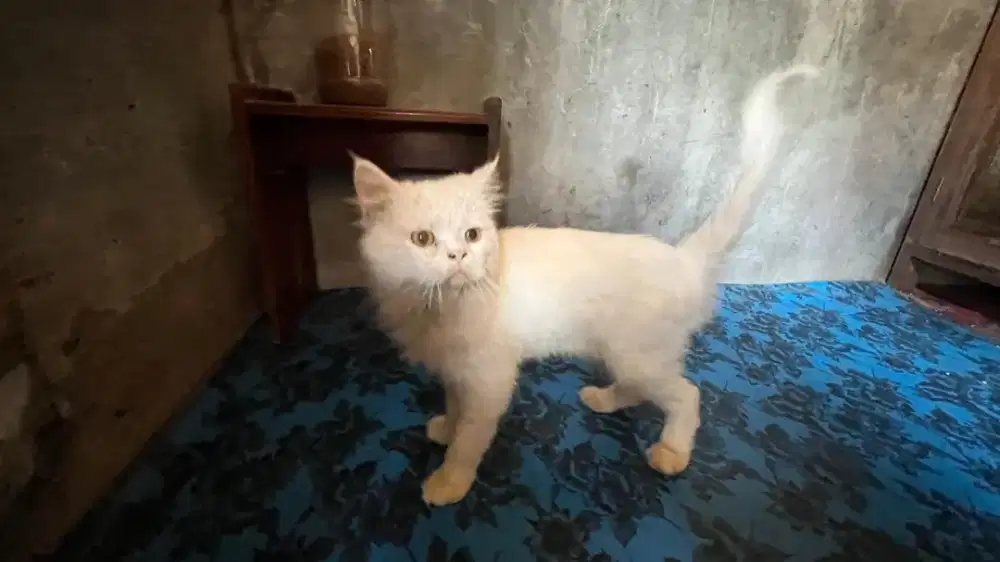 Kucing Persia flat LH