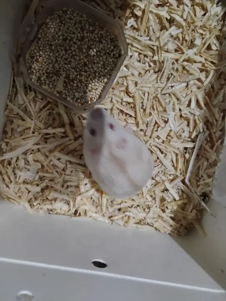 Hamster Winter, hamster golden winter