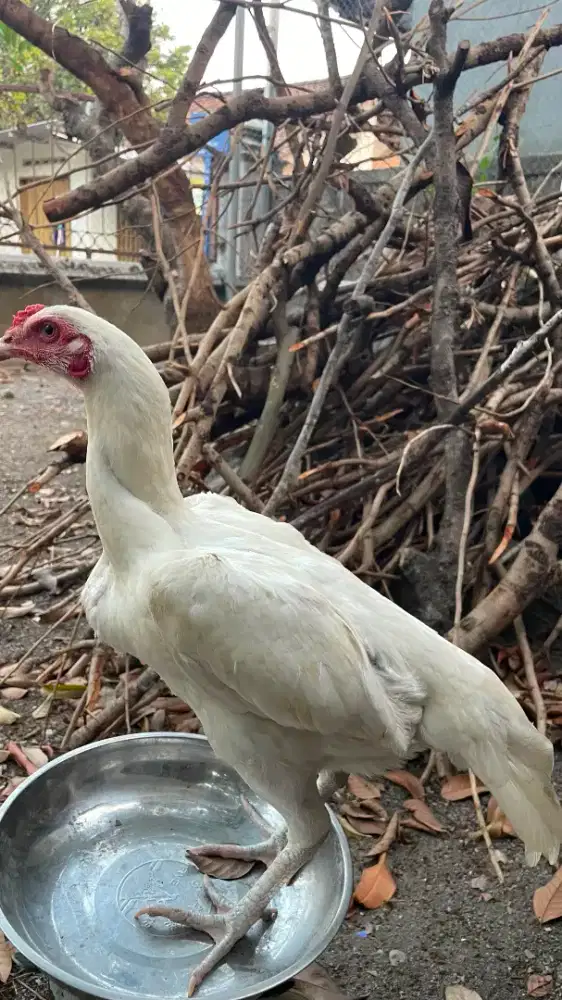 Ayam Bangkok Betina