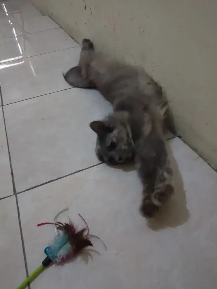 Persia flat LH tortie