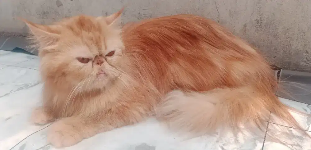 Kucing peaknose