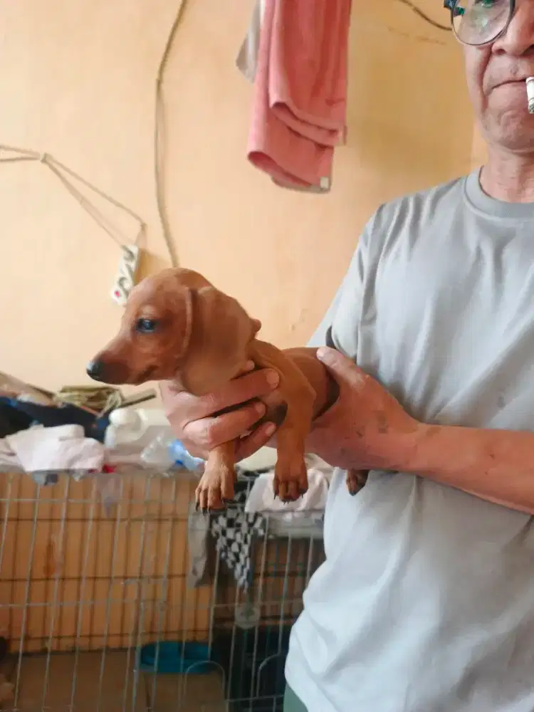 Anak Anjing ras asli Dachsund / teckel
