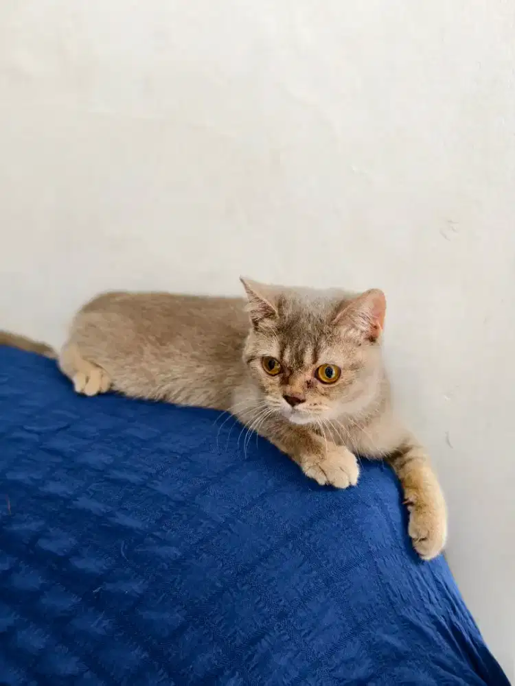 BSH LILAC BETINA CANTIK Free ongkir pet cargo