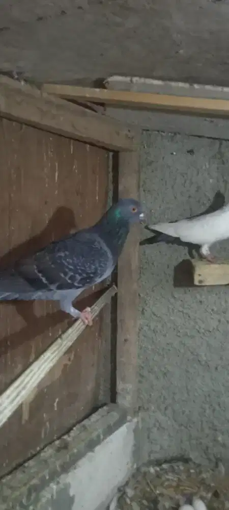 Burung dara pasangan