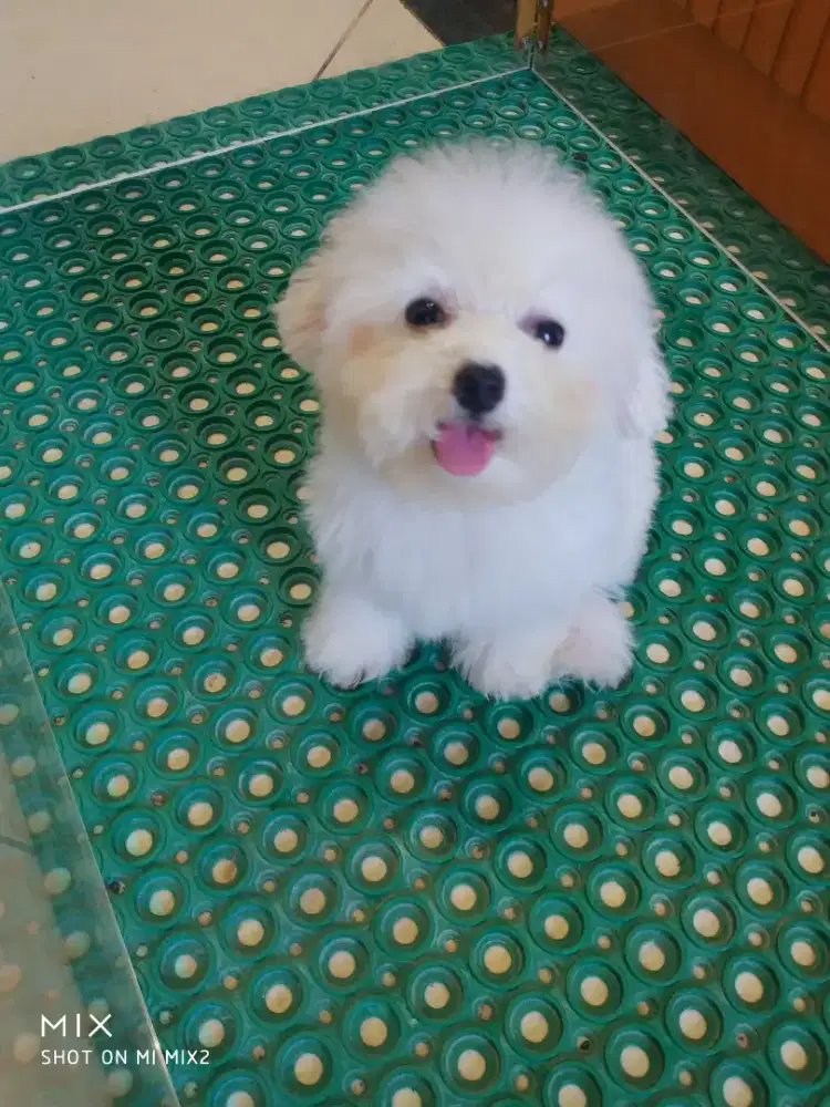 Mini Bichon frise betina