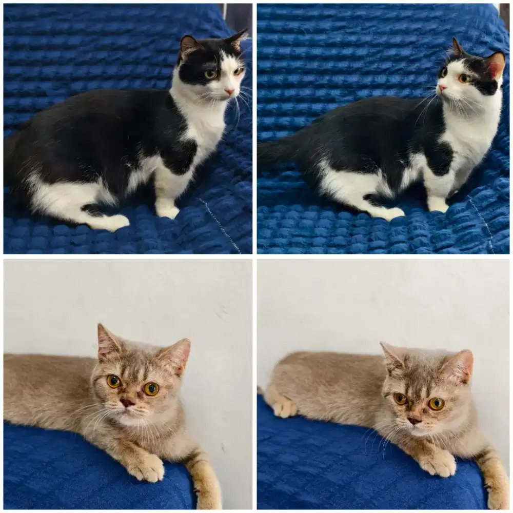 2 kucing cebol Munchkin & BSH murah