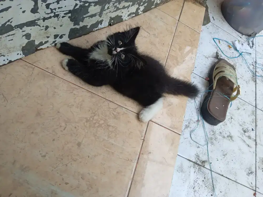 Anak Kucing Persia