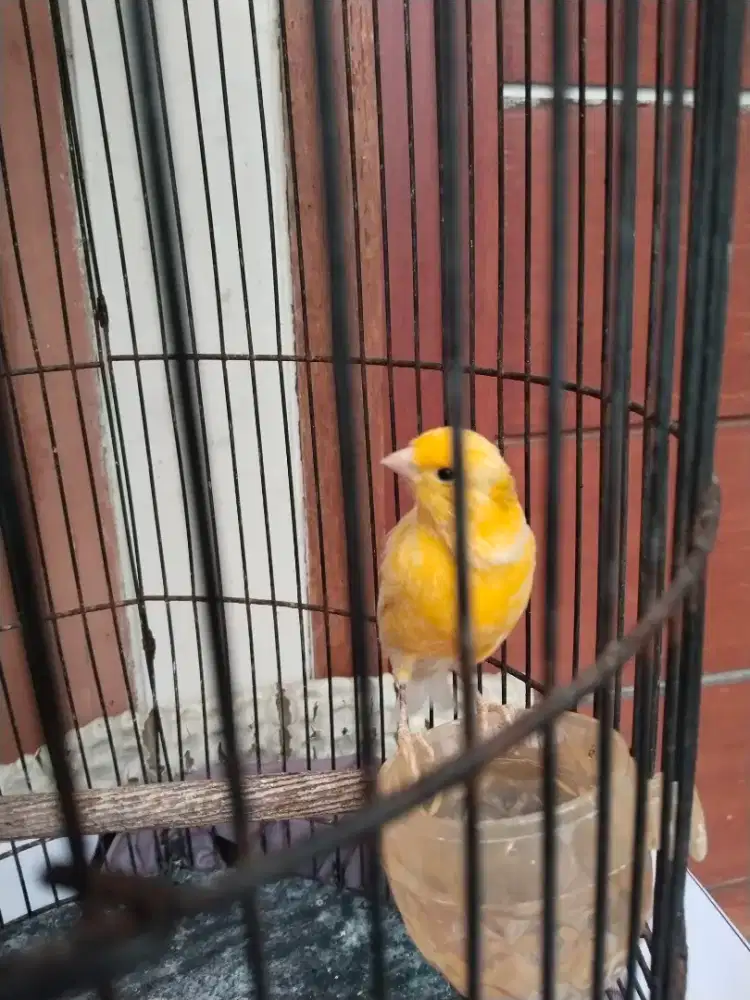 Burung kenari selesai mabung